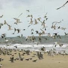 I Ran (Flock of Seagulls Cover)