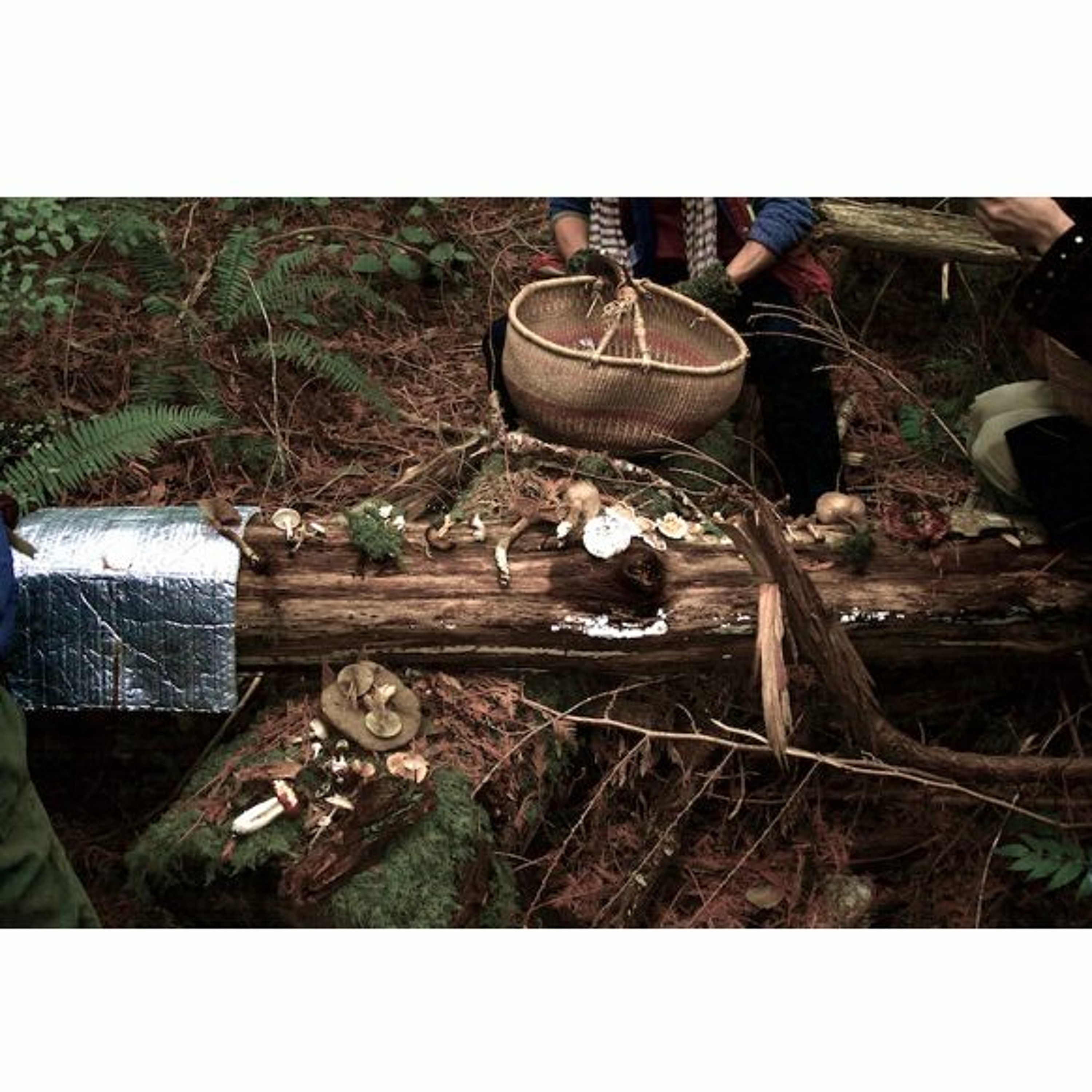 MYCOblitz 2023 on Cortes Island