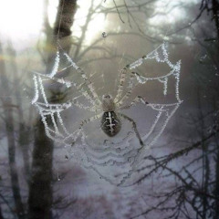 freezing to death