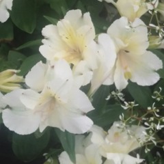 [Short Cover] BTS' Butterfly