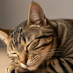 R.I.P. Sir Stinker..