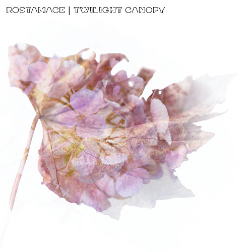 Twilight Canopy