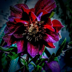 Witch's Garden (tripfolk).MP3