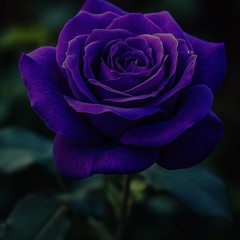 Purple Rose
