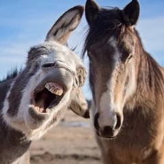 Donkey laugh at horse