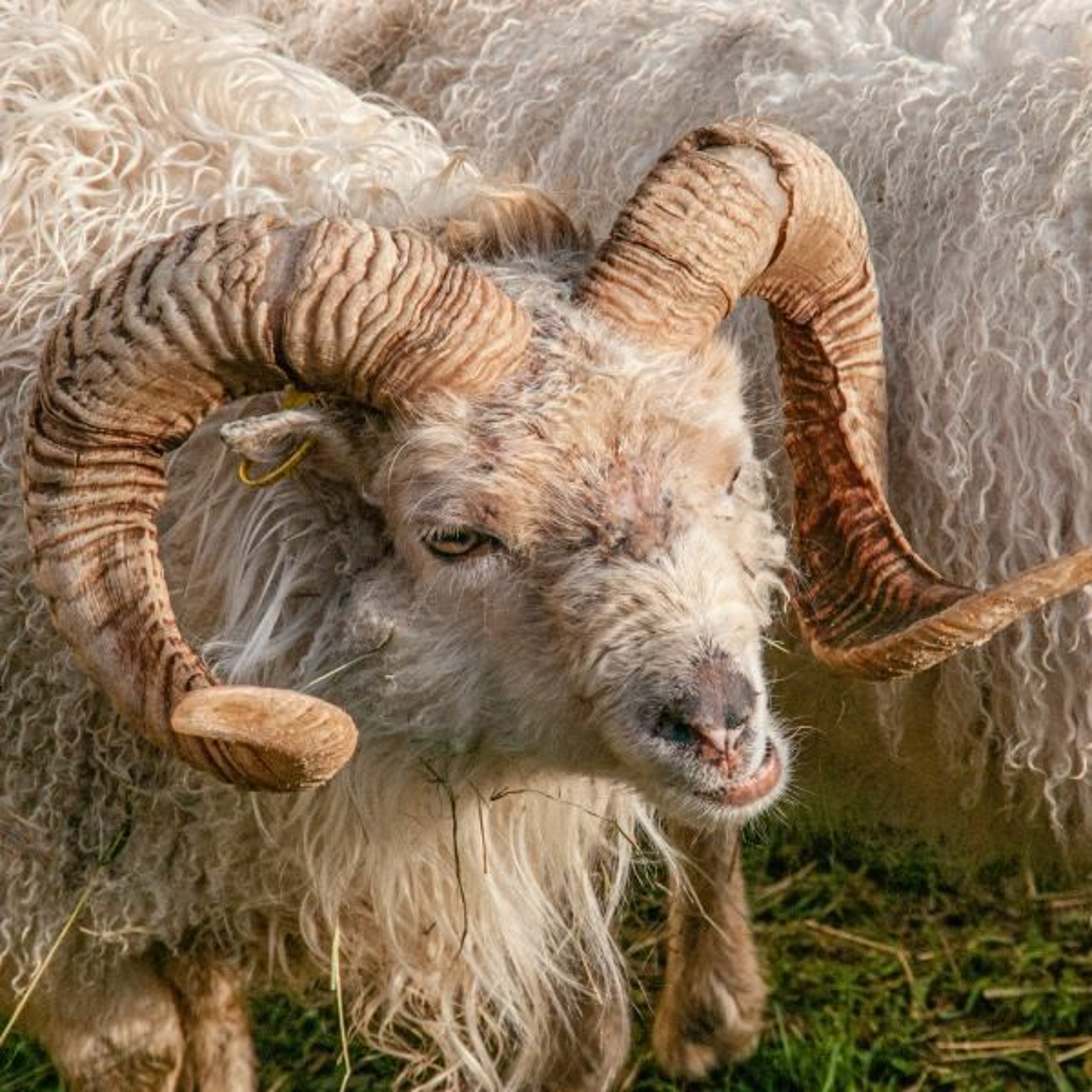 Sheep and Goats - Reawakenings cd 4 track 9 episode artwork
