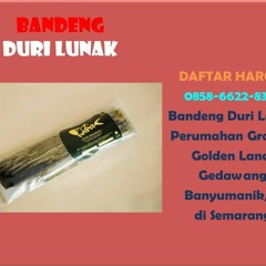 ALAMAT, 0858-6622-8323, Bandeng Duri Lunak, Grand Safira Tembalang, di Semarang
