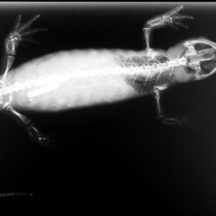 Newt 2