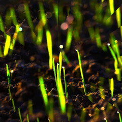 Green Shoots (naviarhaiku608)