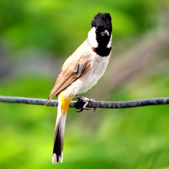 Bulbul Bird Sound