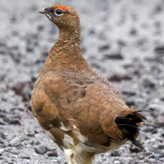Bismuth in Sight Amethyst at Night