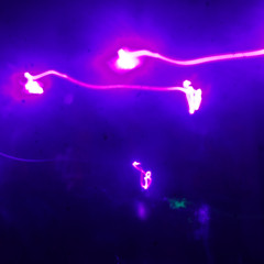 Jungle Heat