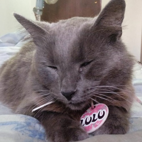 Lulu Ta Dormida