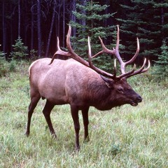 Roosevelt Elk  01, clean processed and parabolic source