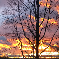 Smoky Tea in the Smokies