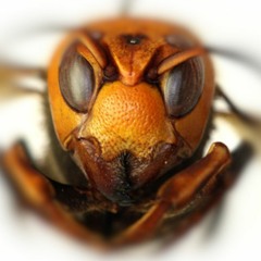 Hornet