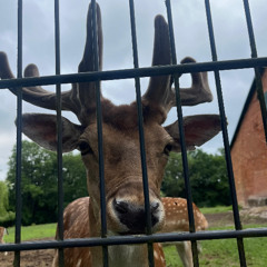 FreuReu at Hirschgehege 2025 | 120-124bpm