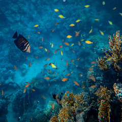 Ballena | made on the Rapchat app (prod. by Kyu Tracks)