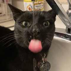 FelineFrenzy