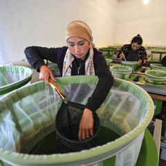A growing fisheries and aquaculture sector in challenging times: Insights from the FISHCap Project in Central Asia, Azerbaijan, and Türkiye