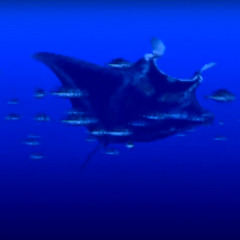 PSX MANTA SAMPLE CHALLENGE (TOHA RECORDS)