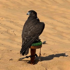 طالب المري - رمز الفخر