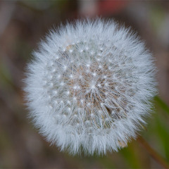 Taraxacum