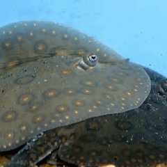 STINGRAYS! ( Weird alternative type beat)