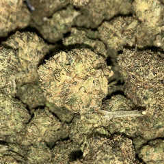 fnemufasa X jaykoballa - 39slimes