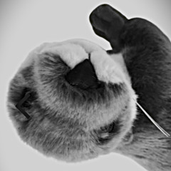 DiddiTrance - Bédo grand galop [RELENTLESS psytrance mashup]