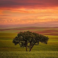 Long Walk Home (Original Fingerstyle Composition)