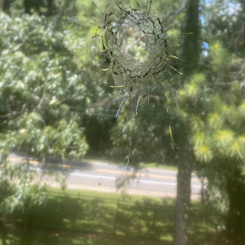 Paradise Modd -Yung Brew