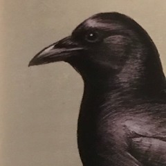 crow