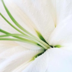 Chimera - Petals