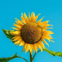 One Second (Intro to Sunflower)