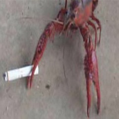 grocery store lobster