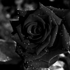 Black Roses