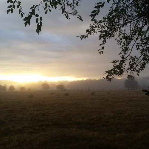 Lowland Mist
