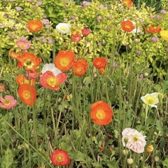 felt groovy might never delete