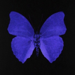 butterfly (ft. brusho) (prod fulcrum)