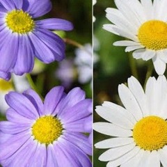 Boom like a daisy