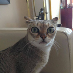 .youngfox - bounce freestyle