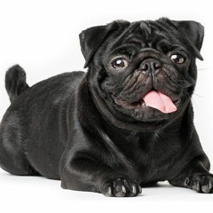 Pug
