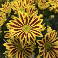 2025-04-15_the shnznwav