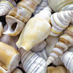 Seashells