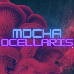 Mocha Ocellaris prod. Star DXG