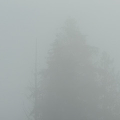 Meditation on the Fog No.1