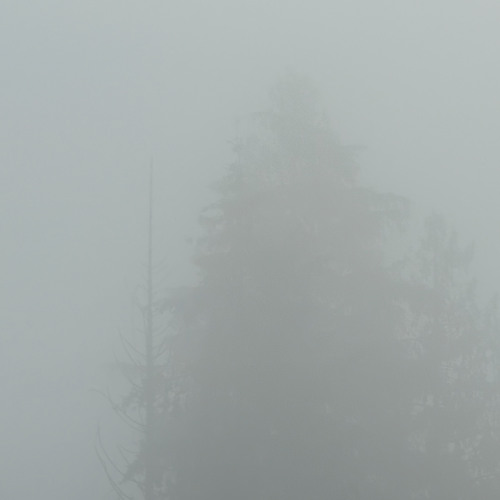 Meditation on the Fog No.1