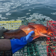 Talking Red Cod with Graham Sherwood of GMRI