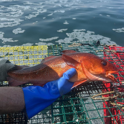 Talking Red Cod with Graham Sherwood of GMRI